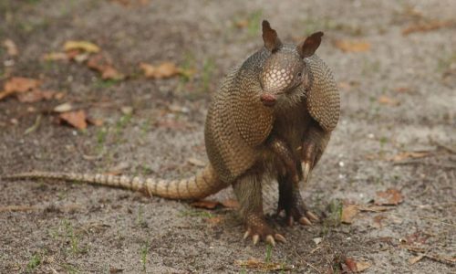 Armadillo