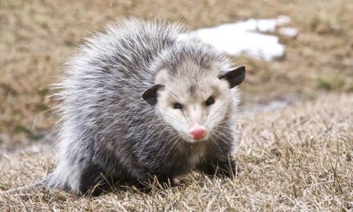 Opossum