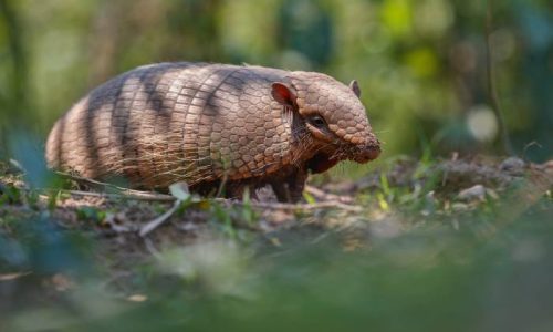 armadillo