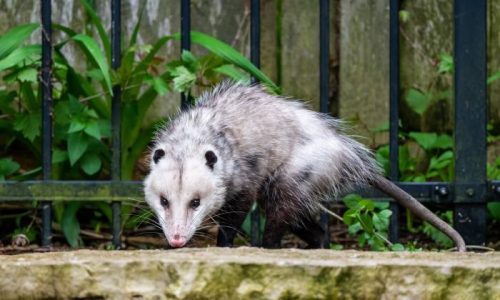 opossum-2