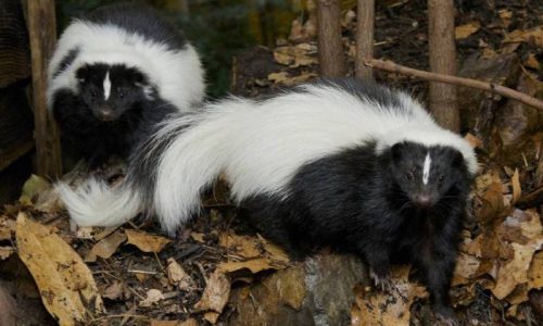 skunk